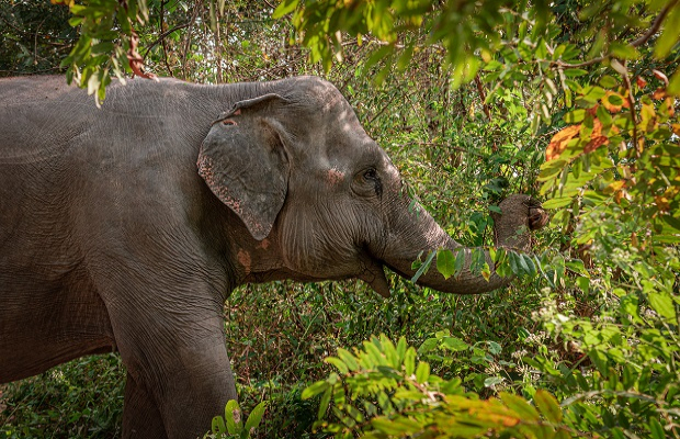 Siem Reap Elephant Small Group Tour